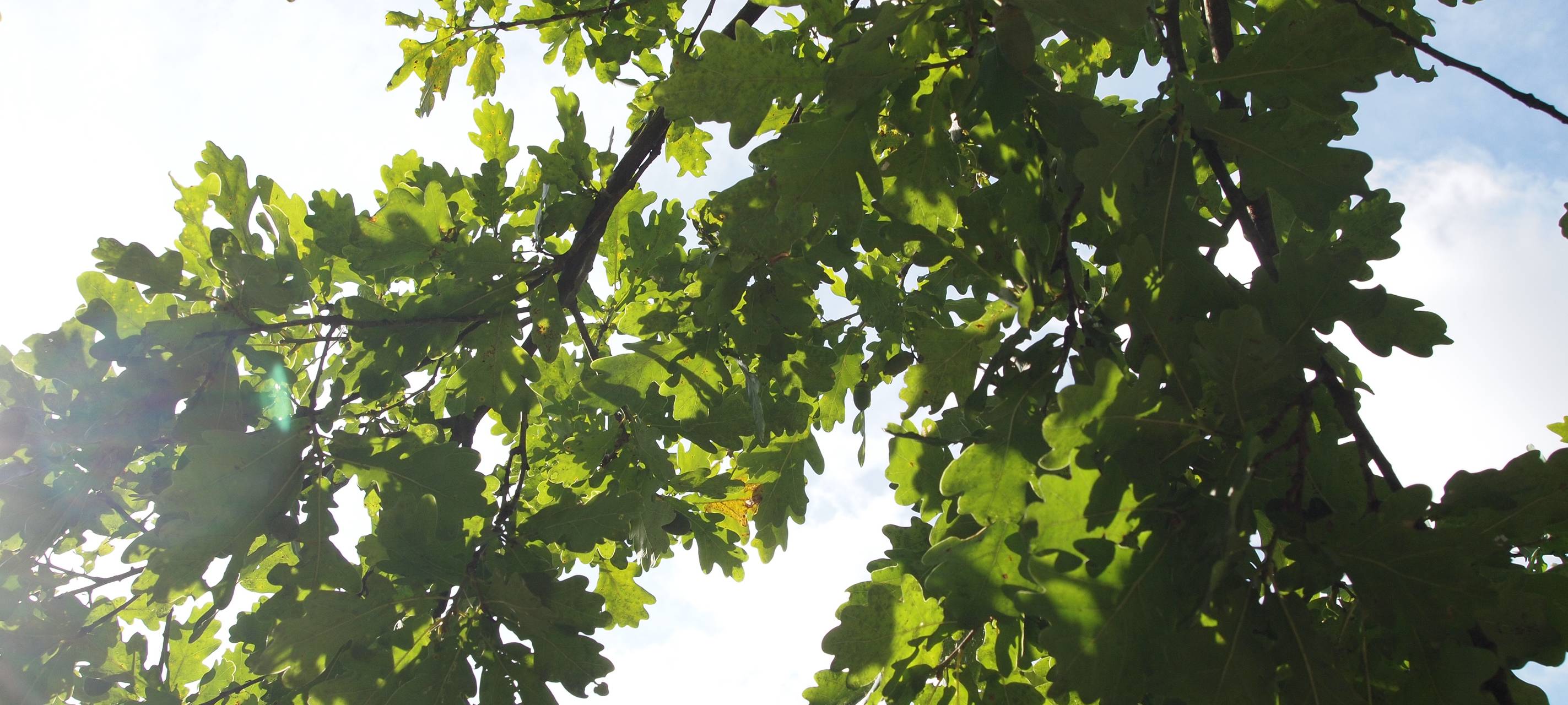 Bürger helfen beim Aufforsten