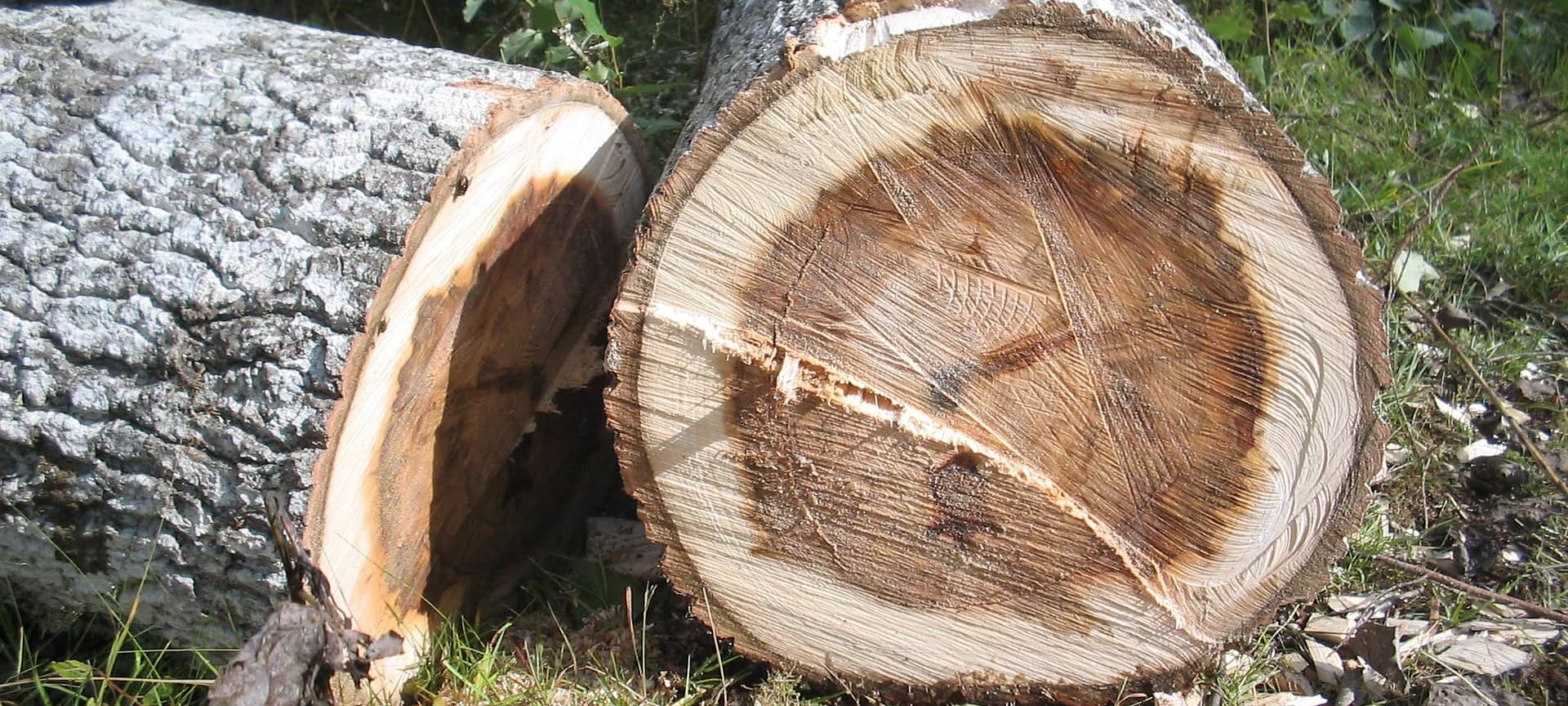 Baumfällarbeiten in Jülich am Ellebach
