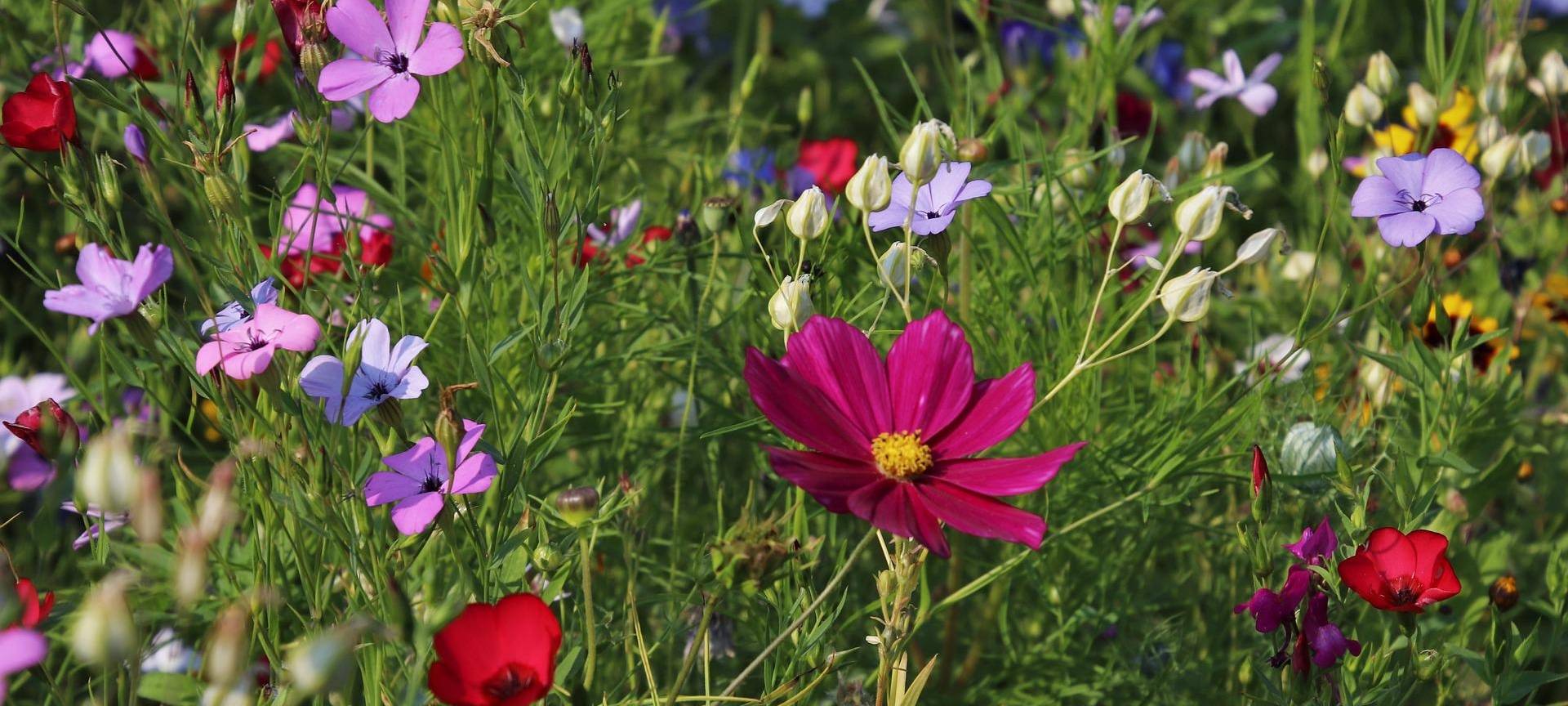 Frühlingsfest in Langerwehe am Wochenende