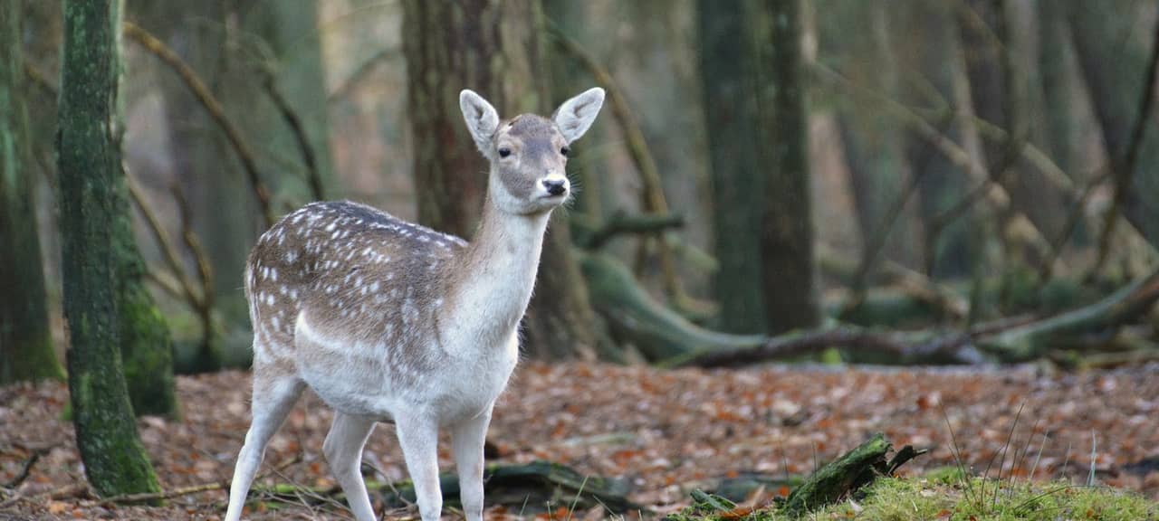 Wildunfälle nehmen im Herbst zu