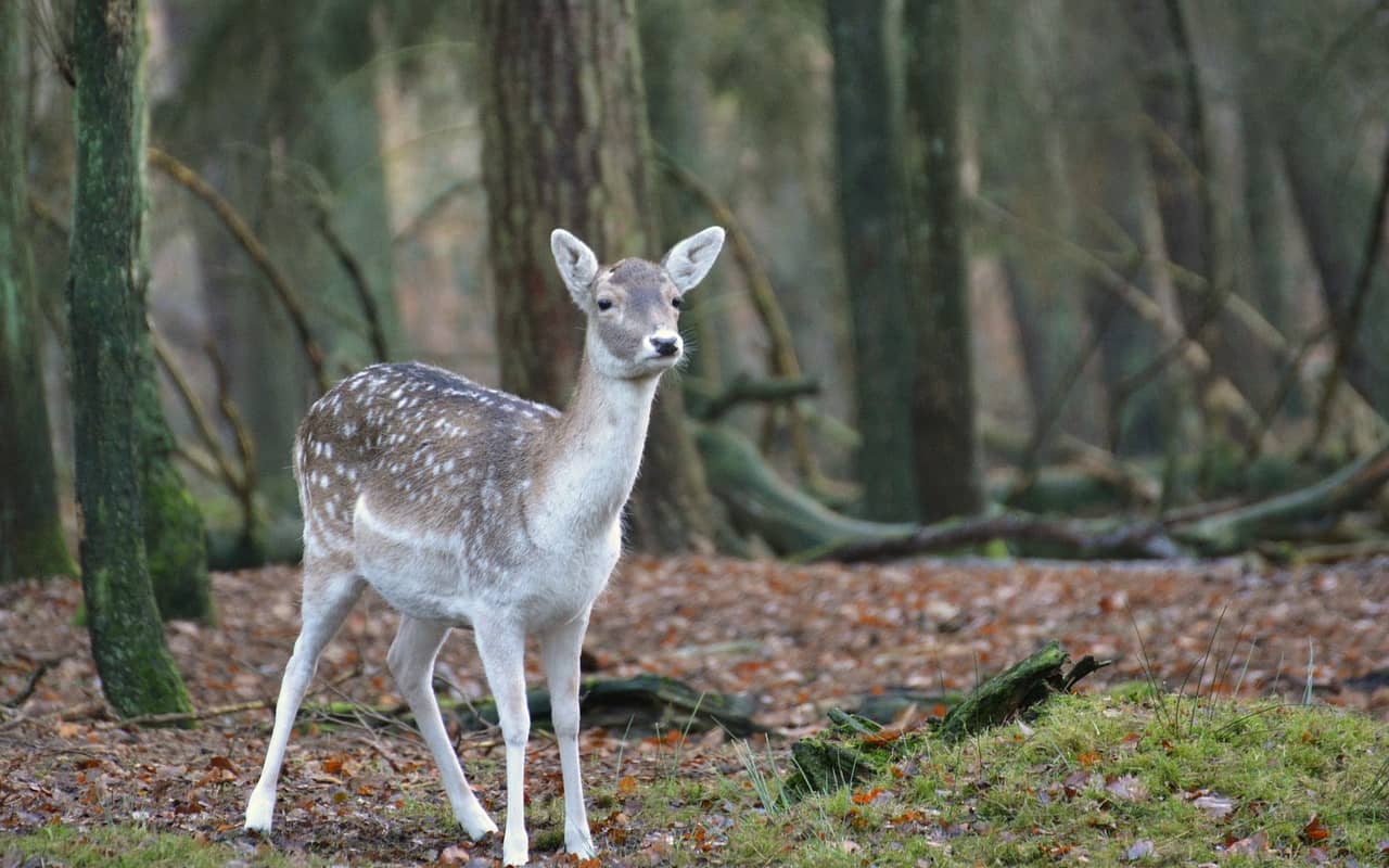 Wildunfälle nehmen im Herbst zu